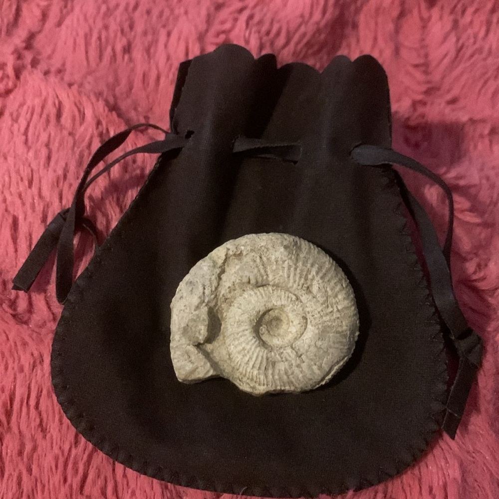 Vintage Rare Ammonite Fossil